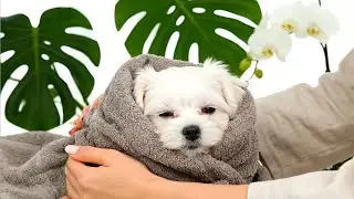 ASMR Puppy Spa Day 🛁 Relaxing Grooming, Massage & Sleep Sounds (No Talking)