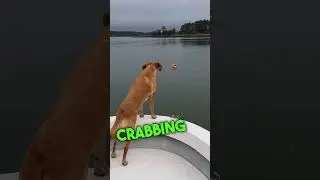 This is my Boat Dog 🐶 #chesapeakebay #boatdog #boating