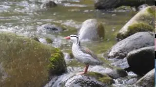 Torrent Duck / Birding Tours