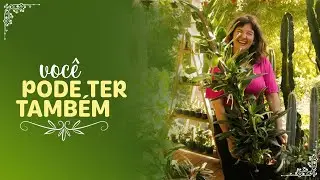 O SEGREDO para ter uma MONSTERA STANDLEYANA GRANDE e BONITA