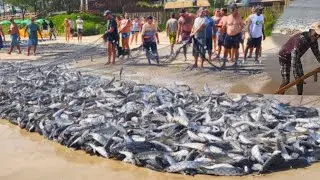 Amazing !! Fishing the catch seine net - net sea fishing a boat and tractor helping - Amazing fishin