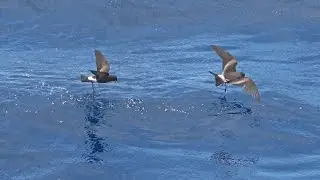 Leach's and Wilson's Storm-petrels, April 2023, Sao Nicolau, Cape Verde