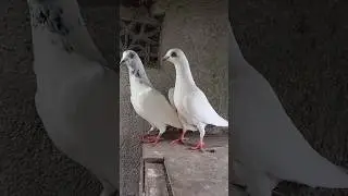 Andhra kabootar 🕊️ #andhrapigeon