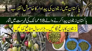 Pakistan Olive Farming & Olive Oil Production Silent Revolution