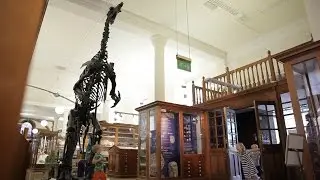 Jolly Old Beast