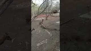 komodo dragons attack deer