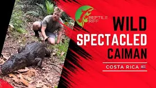 SPECTACLED CAIMAN - COSTA RICA