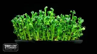 Microgreens - Seeds, Supplies & Kits - True Leaf Market