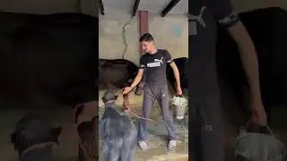 Pawan Kumar Dairy farm Jind 8570031189
