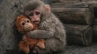 Punch Monkey&rsquo;s Heartbreaking Story 🥺 | Japan punch Monkey Emotional Story