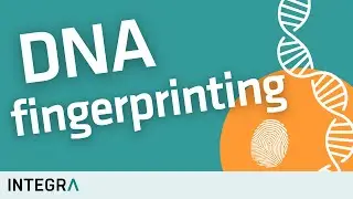 DNA Fingerprinting &ndash; How It Works | STR Analysis Easy Explained