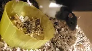 Morning rat update Check out Dragos pythons and Derricks reptiles they have really helped me
