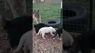All 9 puppies, with mom & dad, ( Titan & Prarie) 