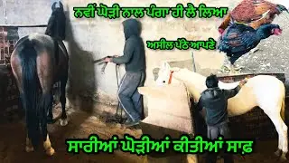ਨਵੀਂ ਘੋੜੀ ਨਾਲ ਪੰਗਾ ਹੀ ਲੈ ਲਿਆ ॥ਸਾਰੀਆਂ ਘੋੜੀਆਂ ਕਰਤੀਆਂ ਸਾਫ॥#trending #horse #viral #pigeon #vlog #video