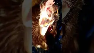 #bullet #chicken