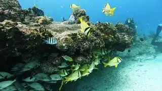 Another beautiful overhang in Playa del Carmen #scubadiving #fish #scuba10pdc
