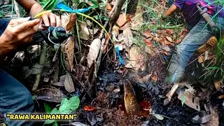 MANCING LELE AKAR (LEMBAT) DI SPOT KEKERINGAN || PEMANCING IKAN LEMBAT
