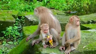 Baby Monkey CRIES and Kicks During Epic Temper Tantrum!