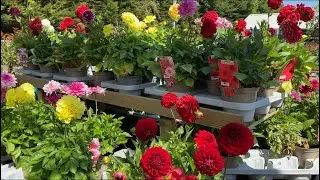Dahlias in Pots for sale London Garden Centre 🇬🇧