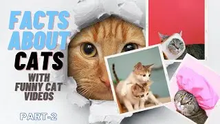 //FACTS YOU DON'T KNOW ABOUT CATS/CUTE & FUNNY CATS VIDEOS/LATEST CATS VIDEOS 2023// PART-2