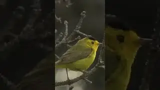 Wilson's warbler&nbsp;(Cardellina pusilla)
