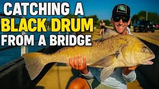 How to Catch a Black Drum from a Bridge &ndash; Insane Florida Fishing!