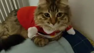 Santa Cat came to my house