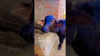Gall Me Aandhi | Raj Mawar |#youtubeshorts #shorts #shortvideo #ytshorts #shortsfeed #viral #song