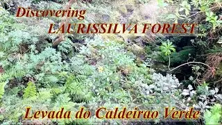 Discovering Laurissilva Forest: Levada do Caldeirao Verde
