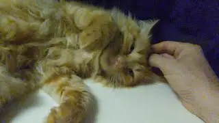 Brio Spiriti coccoloni e sorpresa #cat #cuddle #lap #storm  #night #best #animals #brother #love