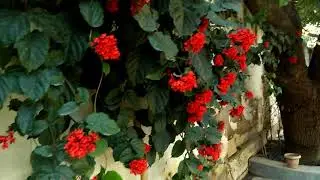 FLAMING GLORY BOWER VINE