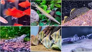 Nols Akvariehobby, fredagsklipp V. 32, 2025 - nya udda fiskar fiskar 