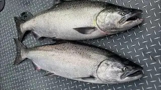 LIVE Salmon Fishing In Astoria, OR - World Famous Buoy 10