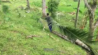 Young Farmer Harvests Coconut Leaves on Mountain Slopes with Stunning Rice Field Views