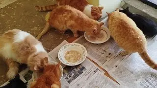 Хвостики в доме😺🥣❄ 