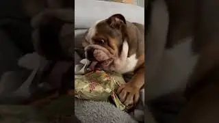 Bulldog Loves Presents!