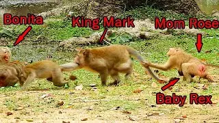O.M.G ! King Mark attack monkey Bonita | Big help mom Rose carry baby Rex try to help while Mark..