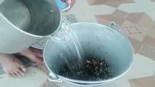 How to Eat Red Ant🐜#shortsvideo #How to make? #vediomoment🐜🐜🐜