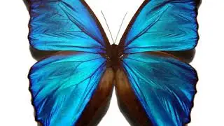 BMC Biology | Wikipedia audio article