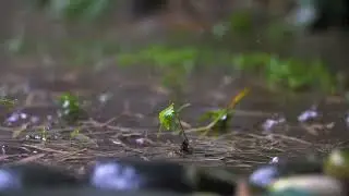 Raw Rain Sound | Natural Rain Sounds for Deep Sleep, Relax & Study 🌧️