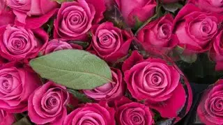 #Happy Rose Day 2020🌹💞