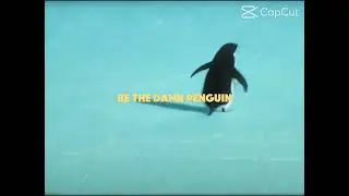 Be the damn penguin&hellip;