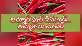 Guntur mirchi market rate today | 29-08-2024