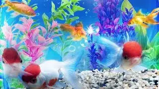 🐠 Ｓ𝒾𝓂𝓅𝓁𝑒 • 𝑅𝑒𝒶𝓁𝐼𝓉𝓎 Manipulation 🐠