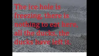 The ice is dangerous, and we're going to feed the ducks again.
