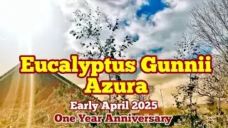 One Year Anniversary: Eucalyptus Gunii Azura For Privacy Hedge Screen, Early Spring 2025,