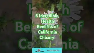 5 Incredible Health Benefits of California Chicory | #carecrash