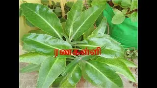 Ranakalli plant uses in Tamil