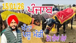 ਖੰਨਾ ਪਸ਼ੂ ਮੰਡੀ 15/1/26