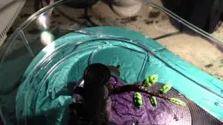 Trevor Turtle's New Home